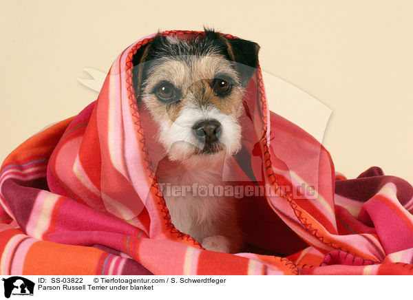 Parson Russell Terrier under blanket / SS-03822