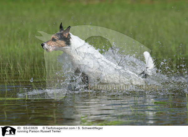 rennender Parson Russell Terrier / running Parson Russell Terrier / SS-03826
