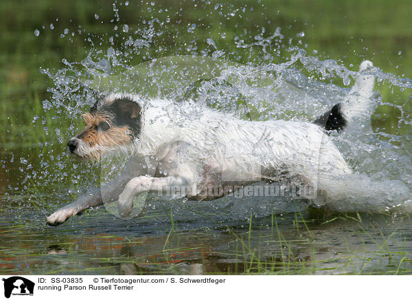 rennender Parson Russell Terrier / running Parson Russell Terrier / SS-03835
