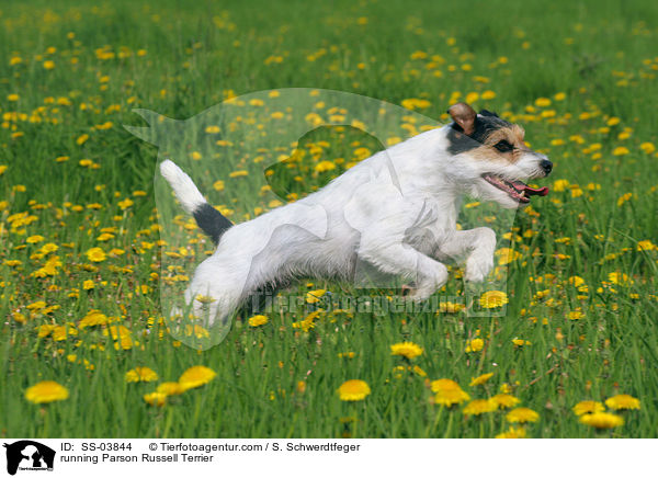 rennender Parson Russell Terrier / running Parson Russell Terrier / SS-03844