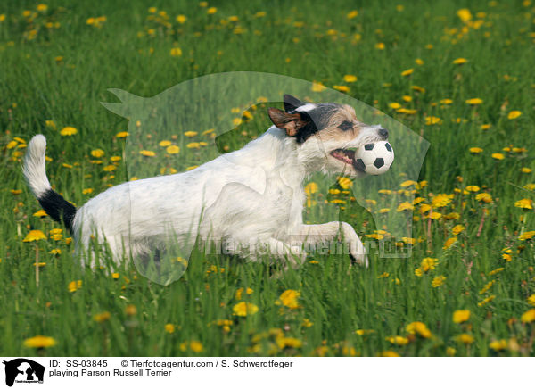 spielender Parson Russell Terrier / playing Parson Russell Terrier / SS-03845