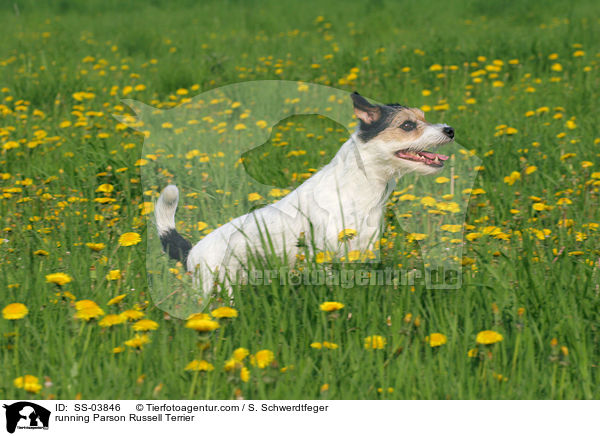 rennender Parson Russell Terrier / running Parson Russell Terrier / SS-03846