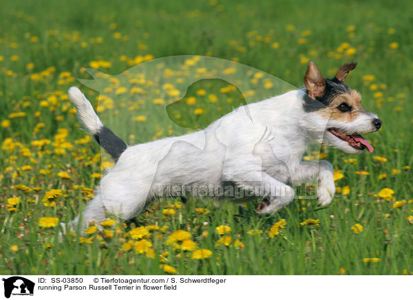 rennender Parson Russell Terrier auf Blumenwiese / running Parson Russell Terrier in flower field / SS-03850