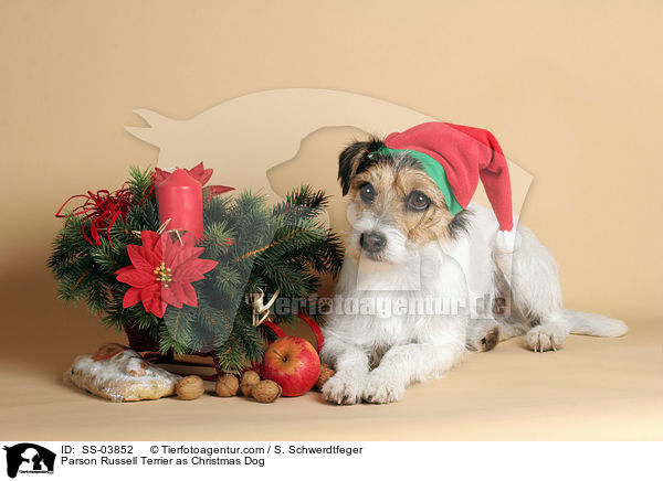 Parson Russell Terrier als Weihnachtsmann / Parson Russell Terrier as Christmas Dog / SS-03852