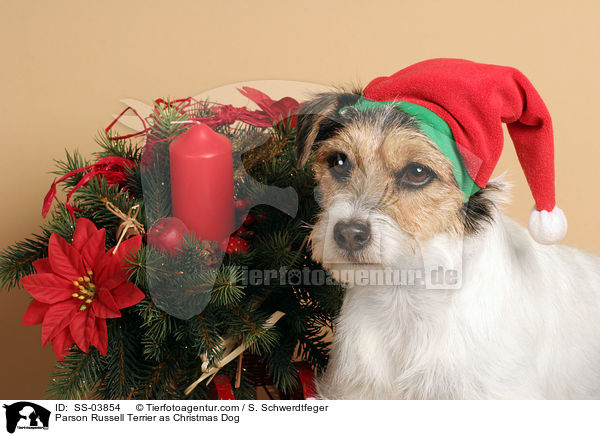 Parson Russell Terrier als Weihnachtsmann / Parson Russell Terrier as Christmas Dog / SS-03854