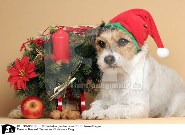 Parson Russell Terrier als Weihnachtsmann / Parson Russell Terrier as Christmas Dog / SS-03856