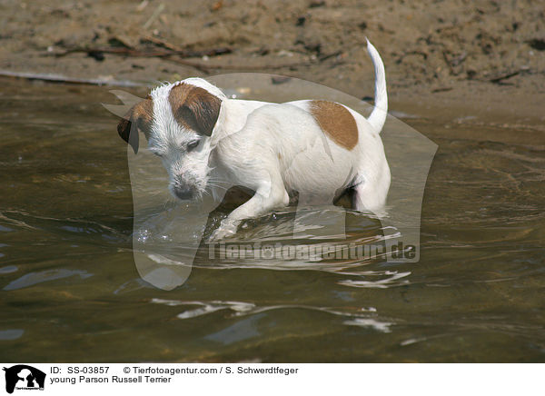 junger Parson Russell Terrier / young Parson Russell Terrier / SS-03857