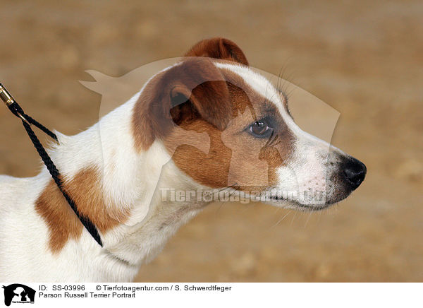 Parson Russell Terrier Portrait / Parson Russell Terrier Portrait / SS-03996