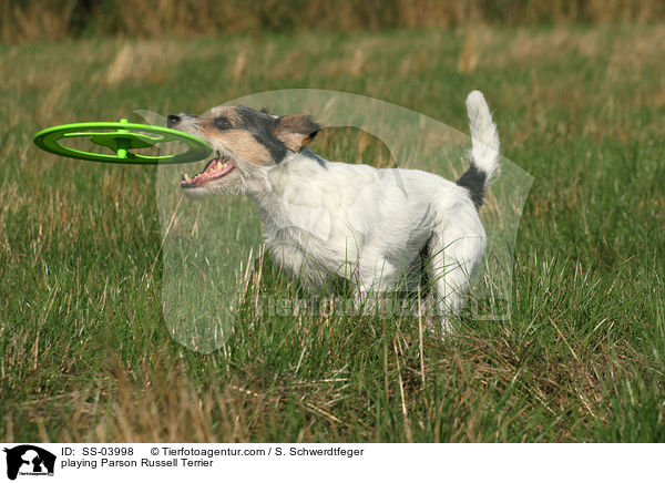 playing Parson Russell Terrier / SS-03998