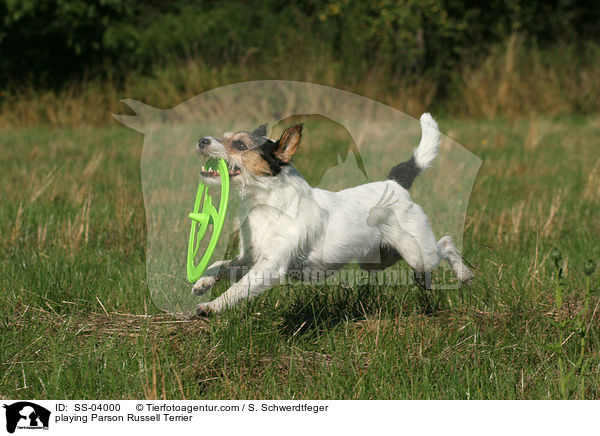 playing Parson Russell Terrier / SS-04000