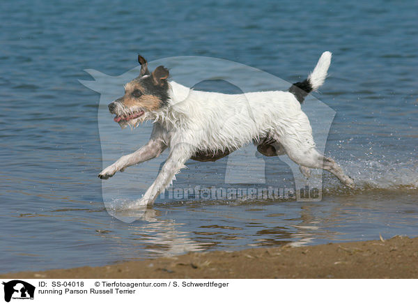 rennender Parson Russell Terrier / running Parson Russell Terrier / SS-04018