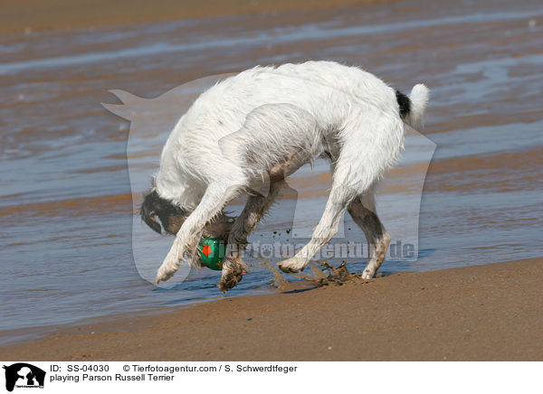Parson Russell Terrier spielt mit Ball / playing Parson Russell Terrier / SS-04030