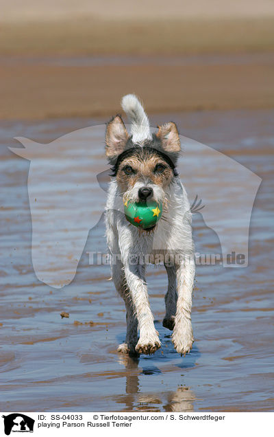 Parson Russell Terrier spielt mit Ball / playing Parson Russell Terrier / SS-04033