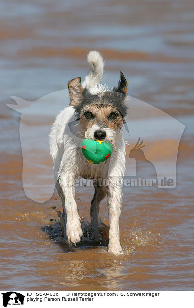 Parson Russell Terrier spielt mit Ball / playing Parson Russell Terrier / SS-04036