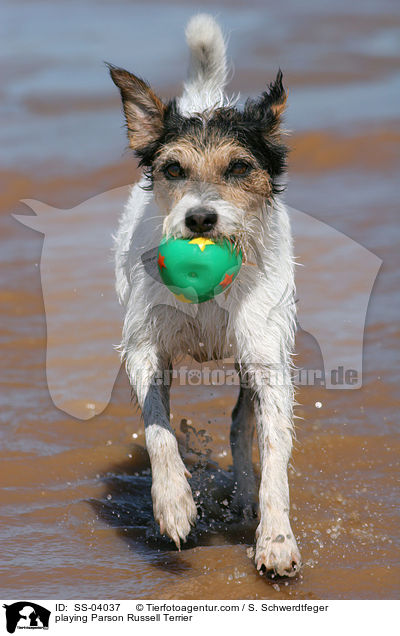 Parson Russell Terrier spielt mit Ball / playing Parson Russell Terrier / SS-04037
