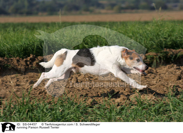 running Parson Russell Terrier / SS-04457