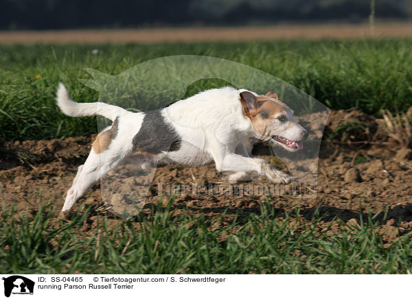 rennender Parson Russell Terrier / running Parson Russell Terrier / SS-04465