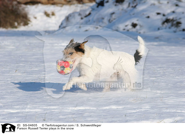 Parson Russell Terrier spielt im Schnee / Parson Russell Terrier plays in the snow / SS-04605