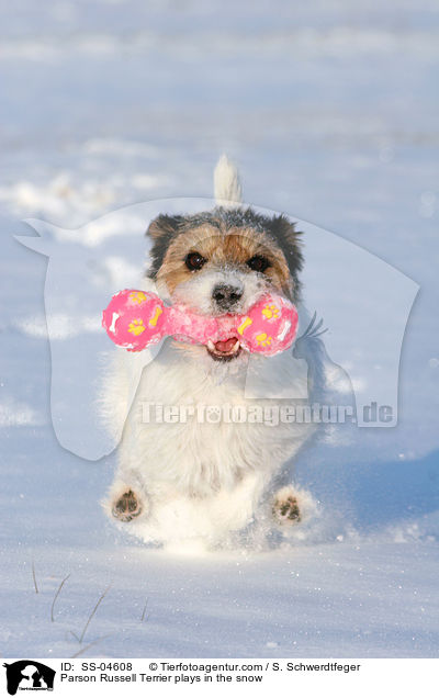 Parson Russell Terrier spielt im Schnee / Parson Russell Terrier plays in the snow / SS-04608