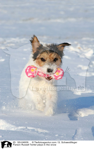 Parson Russell Terrier spielt im Schnee / Parson Russell Terrier plays in the snow / SS-04609