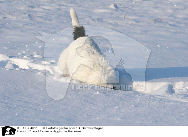 Parson Russell Terrier buddelt im Schnee / Parson Russell Terrier is digging in the snow / SS-04611