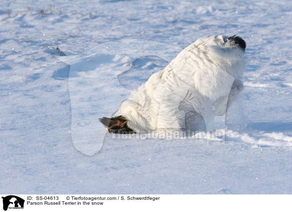 Parson Russell Terrier im Schnee / Parson Russell Terrier in the snow / SS-04613