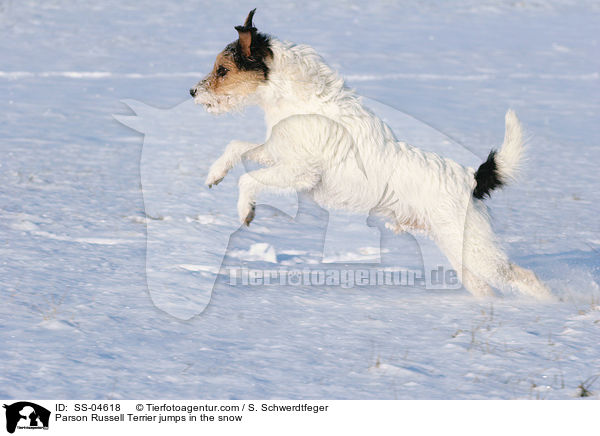 Parson Russell Terrier springt im Schnee / Parson Russell Terrier jumps in the snow / SS-04618