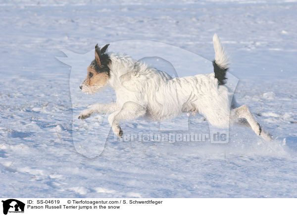 Parson Russell Terrier springt im Schnee / Parson Russell Terrier jumps in the snow / SS-04619