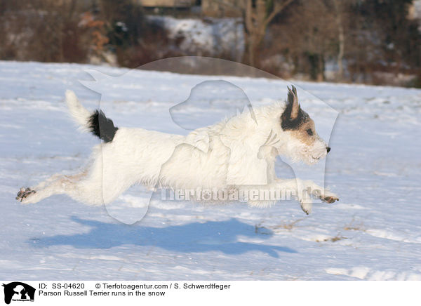 Parson Russell Terrier rennt im Schnee / Parson Russell Terrier runs in the snow / SS-04620