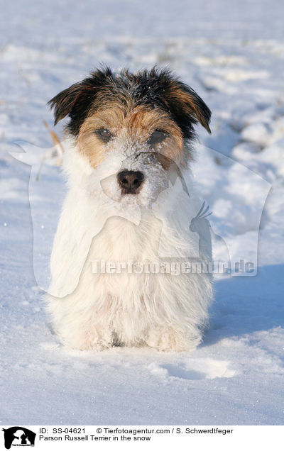 Parson Russell Terrier im Schnee / Parson Russell Terrier in the snow / SS-04621