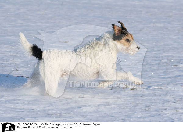 Parson Russell Terrier rennt im Schnee / Parson Russell Terrier runs in the snow / SS-04623
