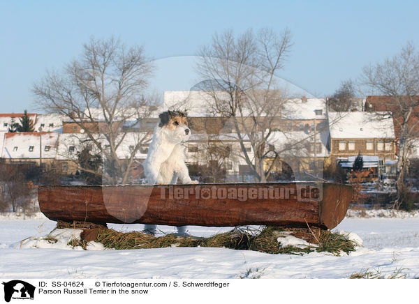 Parson Russell Terrier im Schnee / Parson Russell Terrier in the snow / SS-04624