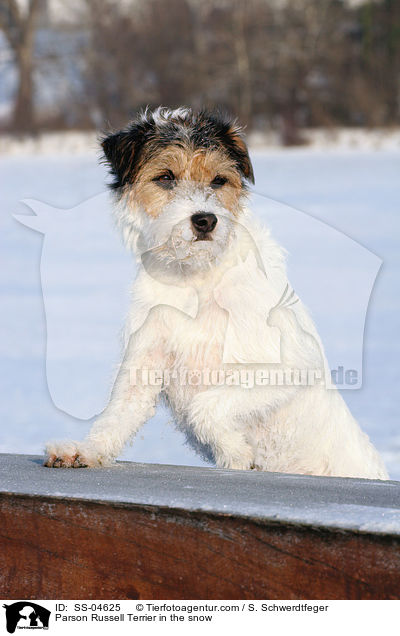 Parson Russell Terrier im Schnee / Parson Russell Terrier in the snow / SS-04625