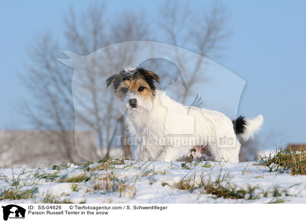 Parson Russell Terrier im Schnee / Parson Russell Terrier in the snow / SS-04626