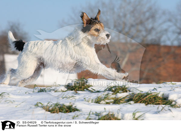 Parson Russell Terrier rennt im Schnee / Parson Russell Terrier runs in the snow / SS-04629