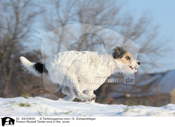 Parson Russell Terrier rennt im Schnee / Parson Russell Terrier runs in the  snow / SS-04630