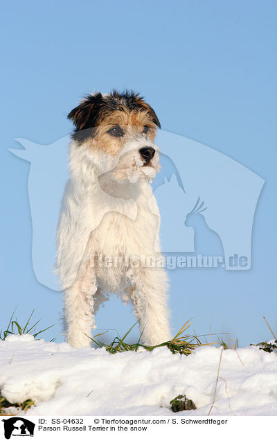 Parson Russell Terrier im Schnee / Parson Russell Terrier in the snow / SS-04632