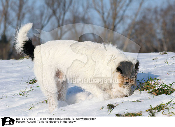 Parson Russell Terrier buddelt im Schnee / Parson Russell Terrier is digging in the snow / SS-04635