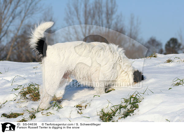 Parson Russell Terrier buddelt im Schnee / Parson Russell Terrier is digging in the snow / SS-04636