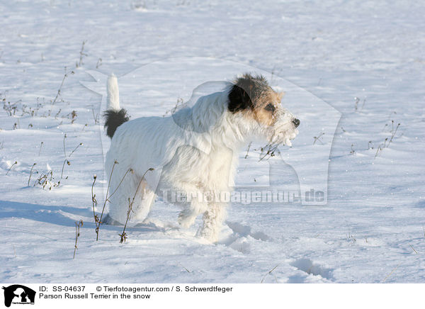 Parson Russell Terrier im Schnee / Parson Russell Terrier in the snow / SS-04637