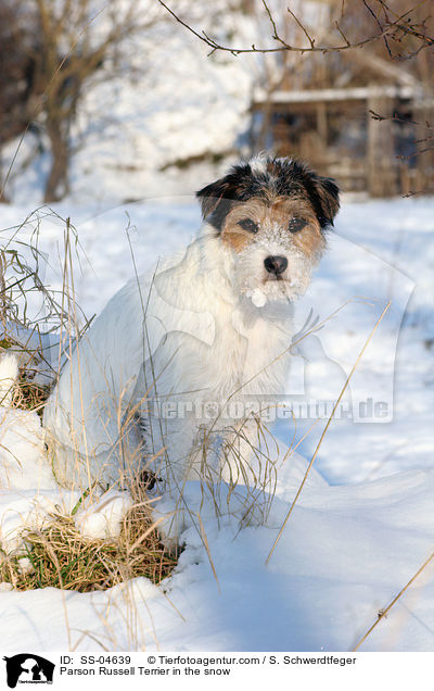Parson Russell Terrier im Schnee / Parson Russell Terrier in the snow / SS-04639