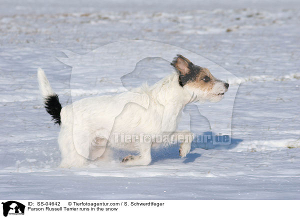 Parson Russell Terrier rennt im Schnee / Parson Russell Terrier runs in the snow / SS-04642