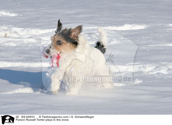 Parson Russell Terrier spielt im Schnee / Parson Russell Terrier plays in the snow / SS-04643