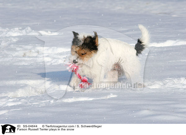 Parson Russell Terrier spielt im Schnee / Parson Russell Terrier plays in the snow / SS-04644