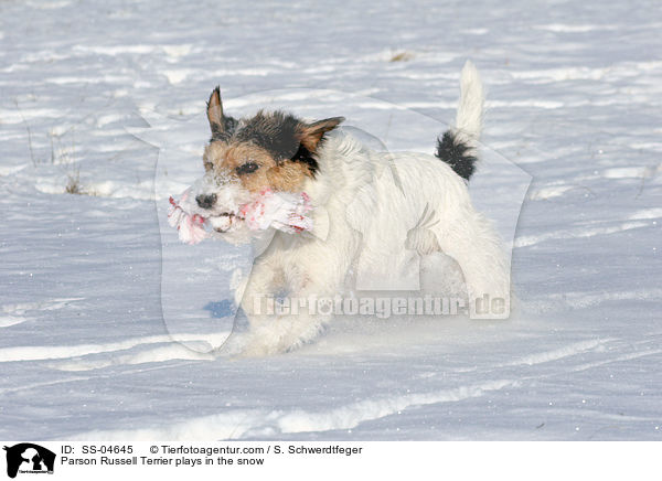 Parson Russell Terrier spielt im Schnee / Parson Russell Terrier plays in the snow / SS-04645