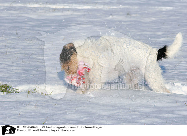 Parson Russell Terrier spielt im Schnee / Parson Russell Terrier plays in the snow / SS-04646