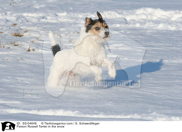 Parson Russell Terrier rennt im Schnee / Parson Russell Terrier in the snow / SS-04648