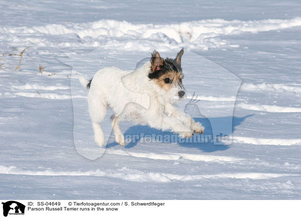 Parson Russell Terrier rennt im Schnee / Parson Russell Terrier runs in the snow / SS-04649