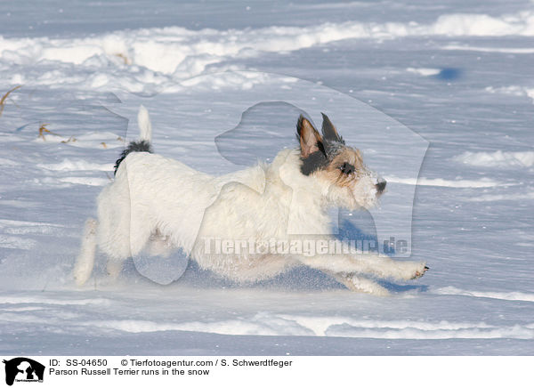 Parson Russell Terrier rennt im Schnee / Parson Russell Terrier runs in the snow / SS-04650