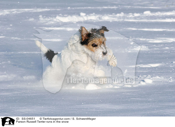 Parson Russell Terrier rennt im Schnee / Parson Russell Terrier runs in the snow / SS-04651